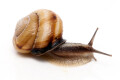 Caucasotachea calligera Megri, Armenia, adult, import, 32mm